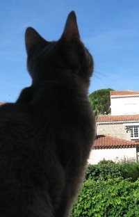 My Cat Scanning the View